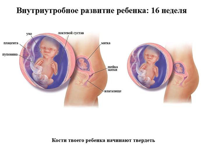 vnutriutrobnoe-razvitie-ploda-16-nedelya