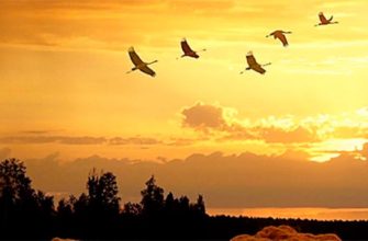 pourquoi les oiseaux volent-ils vers le sud