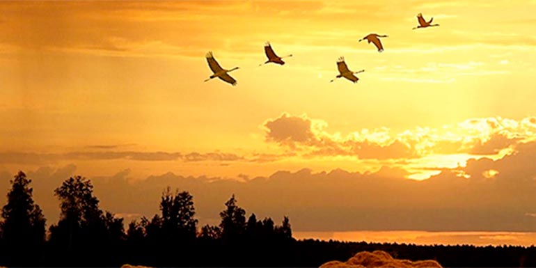 pourquoi les oiseaux volent-ils vers le sud